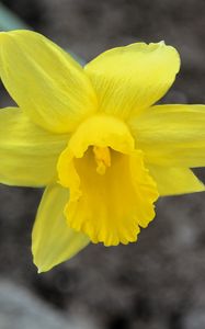 Preview wallpaper narcissus, flower, yellow, petals