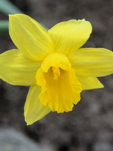 Preview wallpaper narcissus, flower, yellow, petals