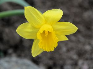 Preview wallpaper narcissus, flower, yellow, petals