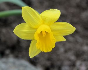 Preview wallpaper narcissus, flower, yellow, petals