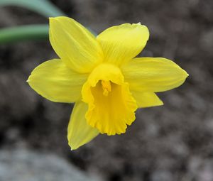 Preview wallpaper narcissus, flower, yellow, petals