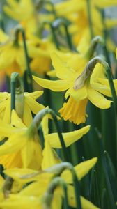 Preview wallpaper narcissus, flowers, buds, stems