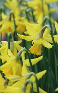 Preview wallpaper narcissus, flowers, buds, stems