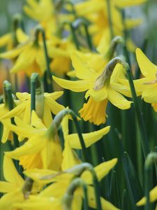 Preview wallpaper narcissus, flowers, buds, stems