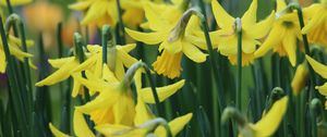 Preview wallpaper narcissus, flowers, buds, stems