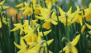 Preview wallpaper narcissus, flowers, buds, stems