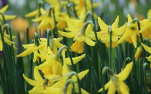 Preview wallpaper narcissus, flowers, buds, stems