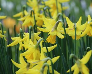 Preview wallpaper narcissus, flowers, buds, stems