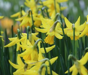 Preview wallpaper narcissus, flowers, buds, stems