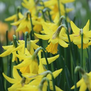 Preview wallpaper narcissus, flowers, buds, stems