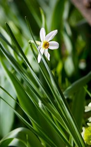 Preview wallpaper narcissus, green, close-up