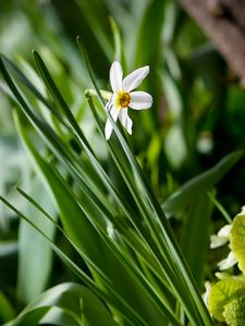 Preview wallpaper narcissus, green, close-up