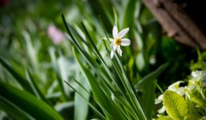 Preview wallpaper narcissus, green, close-up