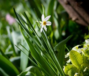 Preview wallpaper narcissus, green, close-up