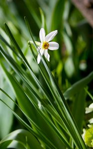 Preview wallpaper narcissus, green, close-up