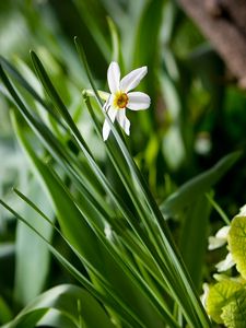 Preview wallpaper narcissus, green, close-up