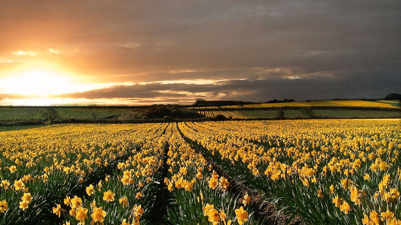Wallpaper narcissuses, yellow, field, evening, decline