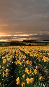 Preview wallpaper narcissuses, yellow, field, evening, decline