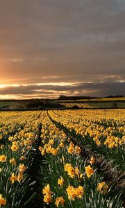 Preview wallpaper narcissuses, yellow, field, evening, decline