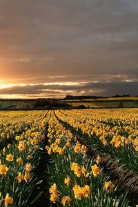 Preview wallpaper narcissuses, yellow, field, evening, decline