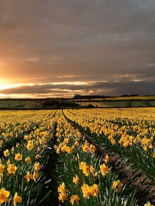 Preview wallpaper narcissuses, yellow, field, evening, decline