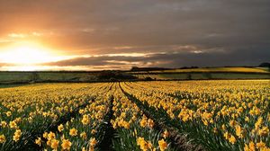 Preview wallpaper narcissuses, yellow, field, evening, decline