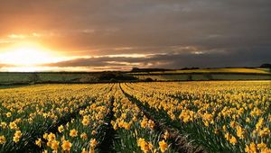 Preview wallpaper narcissuses, yellow, field, evening, decline