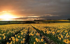 Preview wallpaper narcissuses, yellow, field, evening, decline