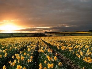 Preview wallpaper narcissuses, yellow, field, evening, decline