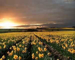 Preview wallpaper narcissuses, yellow, field, evening, decline