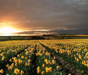 Preview wallpaper narcissuses, yellow, field, evening, decline