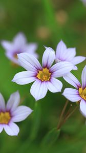 Preview wallpaper narrow-leaf blue-eyed-grass, flowers, petals, plant