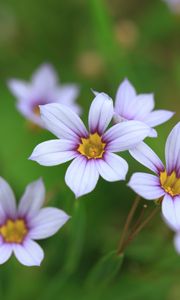 Preview wallpaper narrow-leaf blue-eyed-grass, flowers, petals, plant