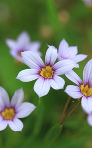 Preview wallpaper narrow-leaf blue-eyed-grass, flowers, petals, plant