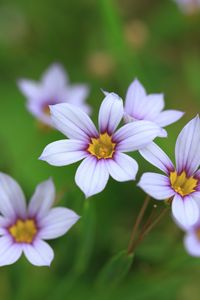 Preview wallpaper narrow-leaf blue-eyed-grass, flowers, petals, plant