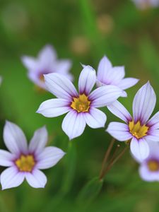 Preview wallpaper narrow-leaf blue-eyed-grass, flowers, petals, plant