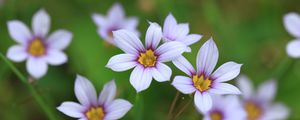 Preview wallpaper narrow-leaf blue-eyed-grass, flowers, petals, plant