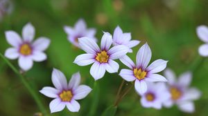 Preview wallpaper narrow-leaf blue-eyed-grass, flowers, petals, plant