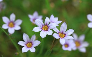 Preview wallpaper narrow-leaf blue-eyed-grass, flowers, petals, plant