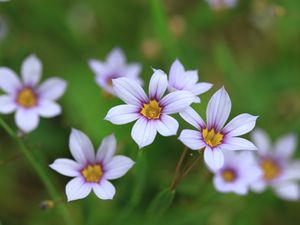 Preview wallpaper narrow-leaf blue-eyed-grass, flowers, petals, plant