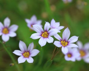 Preview wallpaper narrow-leaf blue-eyed-grass, flowers, petals, plant