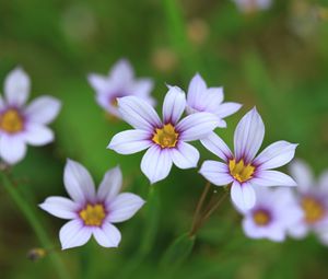 Preview wallpaper narrow-leaf blue-eyed-grass, flowers, petals, plant