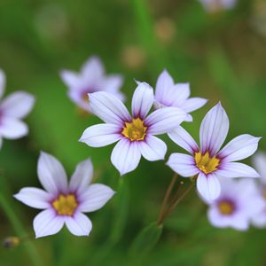 Preview wallpaper narrow-leaf blue-eyed-grass, flowers, petals, plant