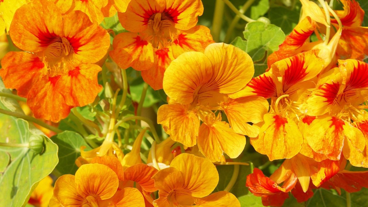 Wallpaper nasturtium, flowers, bright, orange, sunny