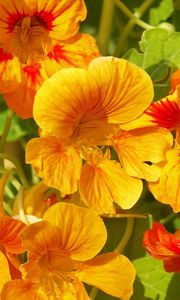 Preview wallpaper nasturtium, flowers, bright, orange, sunny