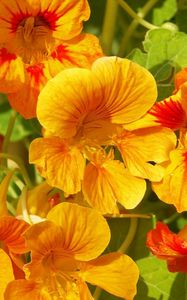 Preview wallpaper nasturtium, flowers, bright, orange, sunny