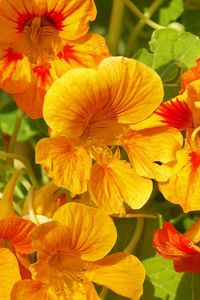 Preview wallpaper nasturtium, flowers, bright, orange, sunny