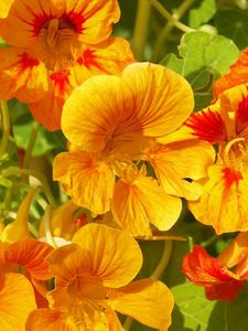 Preview wallpaper nasturtium, flowers, bright, orange, sunny