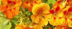 Preview wallpaper nasturtium, flowers, bright, orange, sunny