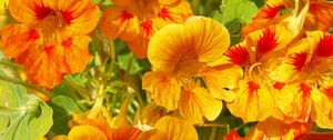 Preview wallpaper nasturtium, flowers, bright, orange, sunny